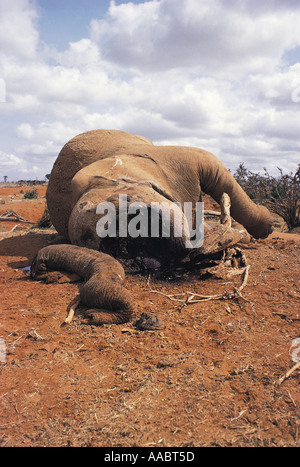 Elefante morto ucciso dai bracconieri Foto Stock