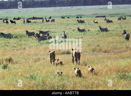 Due leonesse con quattro cubs a piedi attraverso l'erba verso una grande mandria di comune Zebra Foto Stock