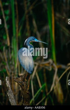 Airone tricolore piumaggio di allevamento Shark Valley Florida USA Egretta tricolore Foto Stock