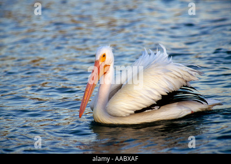 Americano bianco Pelican Nuoto Placida Florida USA Pelecanus erythrorhynchos Foto Stock