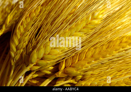 Orecchie dell'orzo Foto Stock