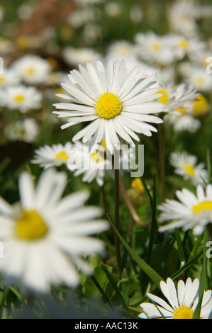 Daisy comune Bellis Perennis sulla giornata di sole Foto Stock