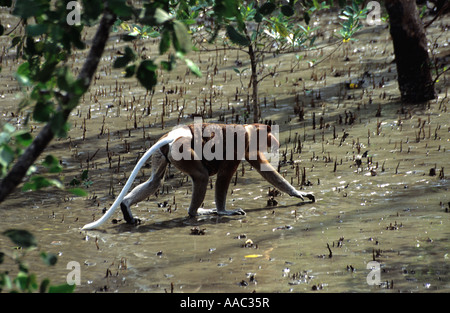 Proboscide maschio incrocio di scimmia mangrovie,Bako NP, Sarawak,Borneo,Malesia Foto Stock