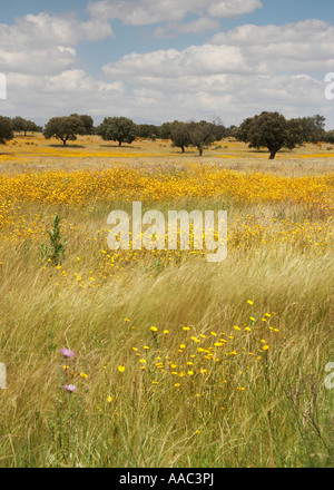 Prato di fiori selvaggi e lecci in Monfrague national park, Estremadura, Spagna Foto Stock