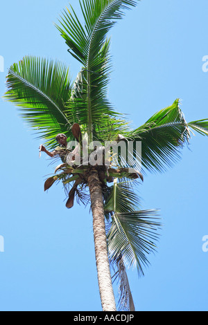 Tagliare le fronde di palma e cocco Koh Samui Thailandia Foto Stock