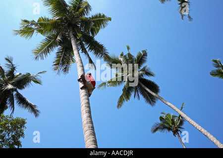 Tagliare le fronde di palma e cocco Koh Samui Thailandia Foto Stock