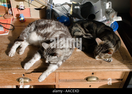 Madre e figlio tabby gatti monopolizzare lo spazio di lavoro Foto Stock