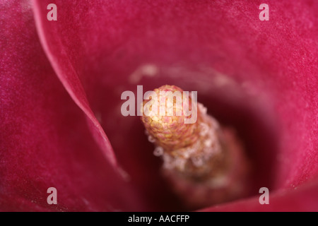 Zantedeschia rosa fiori di persuasione closeup Foto Stock