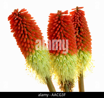 Red Hot poker Kniphofia Lola Foto Stock