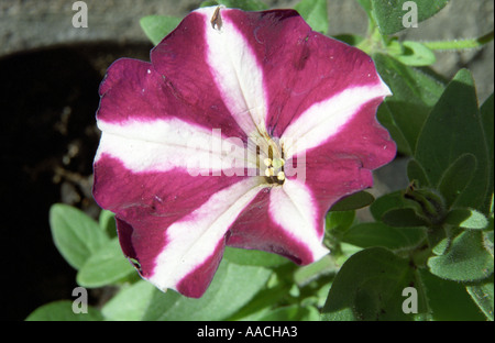 Close-up di fiori di petunia Foto Stock