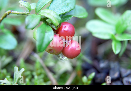 Close-up di Cowberries Vaccinium vitis idaea Foto Stock