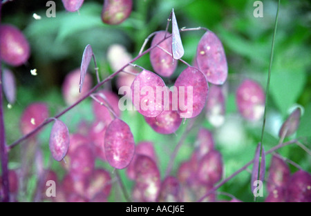 Seme-pods di perenne onestà Lunaria rediviva in close-up Foto Stock
