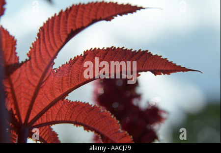 Close-up di Ricinus communis leaf Foto Stock