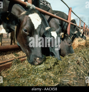 Holstein mucche frisone alimentazione su di insilati di erba in un trogolo Foto Stock