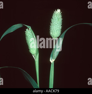 Scagliola Phalaris canariensis flower spike Foto Stock