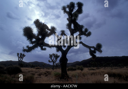 Joshua Tree National Park, STATI UNITI D'AMERICA Foto Stock