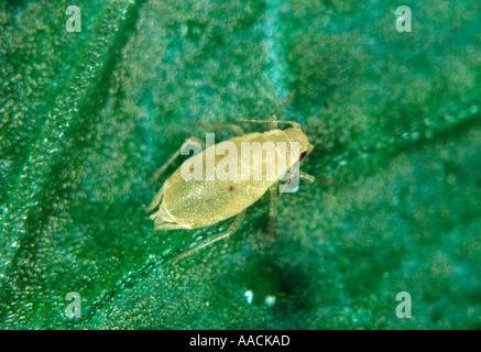 Willow carota afide Cavariella aegopodii femmina adulta Foto Stock