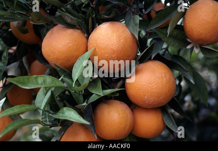 Orange cresce su alberi in orchard Valencia Spagna Foto Stock