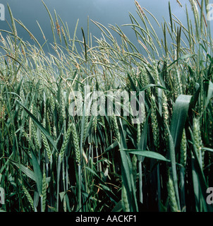 Blackgrass Alopecurus mvosuroides un importante REGNO UNITO erba infestante nelle colture fioritura in una coltivazione di grano in ear Foto Stock