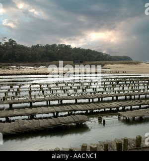 Installazioni per la cultura di ostriche nei pressi di Talmont Saint Hilaire Vandee Francia Foto Stock