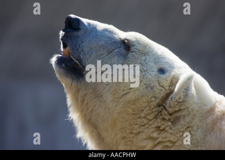 Orso polare (ursus maritimus), ritratto Foto Stock