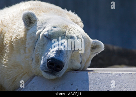 Orso polare (ursus maritimus), ritratto Foto Stock