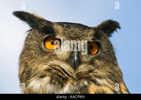 Gufo reale (Bubo bubo) Foto Stock