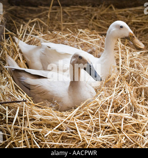 Indian Runner Anatre in un nido Foto Stock