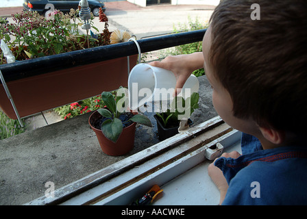 Timothee è annacquare le piante nella finestra casella Foto Stock