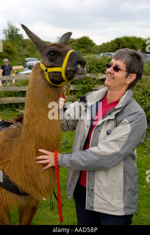 Llama Trekking Brightstone all isola di Wight in Inghilterra UK Gran Bretagna Foto Stock