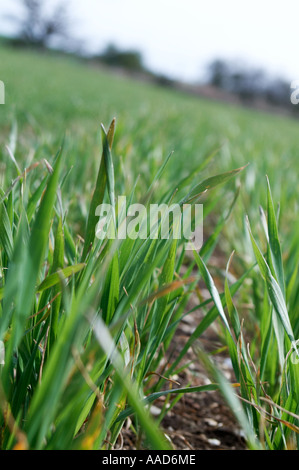 Vista lungo linee di perforazione di giovani raccolto di cereale giovani raccolto di grano di seminativi uk agricultural crop Foto Stock