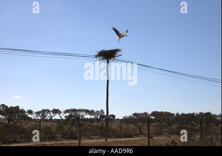 Cicogna solitaria battenti da nido costruito sul telefono i fili in prossimità Ourique, Alentejo, Portogallo Foto Stock