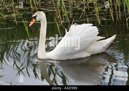 Cigno davanti a canne sul fiume Ouse Ely Fens Vie navigabili Foto Stock