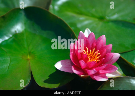 Rosa ninfea bianca e verde ninfee Foto Stock