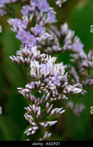 Limonium Latifolium . In prossimità del mare di lavanda in bud e fiore Foto Stock