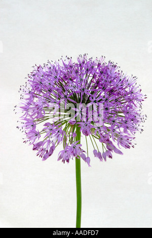 Allium, ornamentali fioritura onion head, macro shot di boccioli di fiori. Varietà di colore viola Foto Stock
