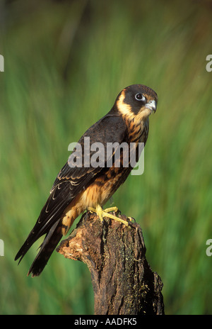 Hobby australiano (Falco longipennis) in volo. L'hobby australiano è ...