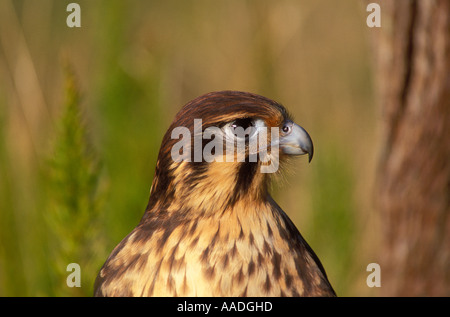 Brown Falcon Falco berigora adulto fotografato in Tasmania Australia Foto Stock