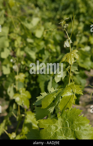 I giovani la viticoltura nel mondo rurale nel sole primaverile Foto Stock