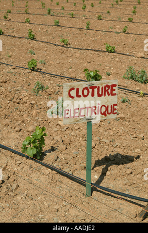 Viti giovani crescono nelle apparecchiature elettriche area recintata in rurale Vigna francese Foto Stock