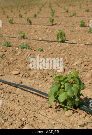 Viti giovani crescono in un feild facente parte di un vigneto francese Foto Stock