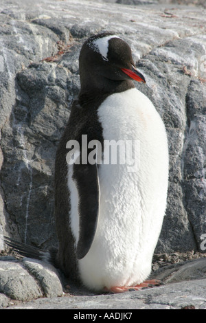 Gentoo penguin chick all'Antartico southermost rookery a Port Lockroy base sulla isola Wiencke Foto Stock