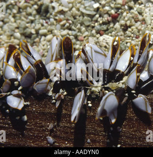 Goose cirripedi (Lepas anserifera) su lavato fino legno, Venezuela Foto Stock