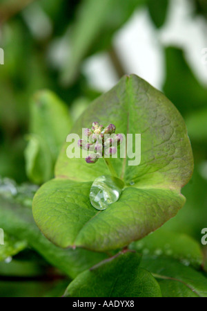 Esempio di come la natura detiene e memorizza l'umidità illustrato da una goccia di acqua mantenuto su una foglia di piante Foto Stock
