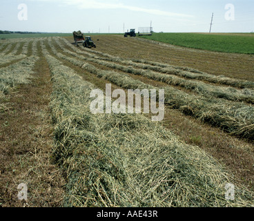 Erba medica erba mazzolina fieno SANTA CROCE IA 52053 Foto Stock