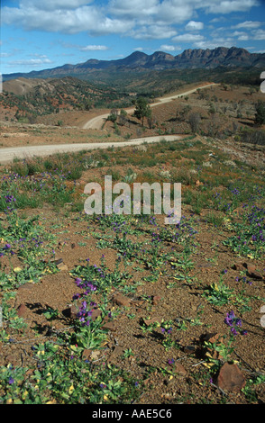 Strada sterrata avvolgimento attraverso i Flinders Ranges in outback Australia Foto Stock