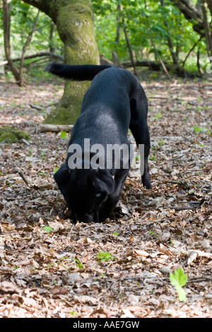 Cane nero scavando nel bosco Foto Stock