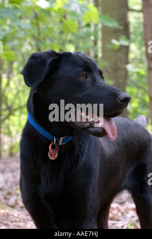 Il labrador nero croce dog Foto Stock