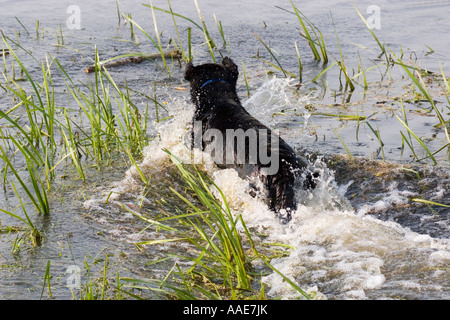 Cane nero nuoto permanente nel flusso Foto Stock
