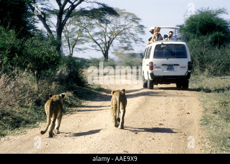 Due leonesse a seguito di un minibus bianco giù per una strada sterrata nel Parco Nazionale del Serengeti Tanzania Africa orientale Foto Stock